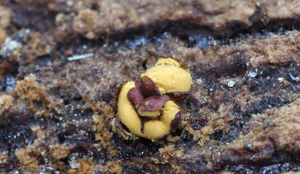 Perichaena chrysosperma